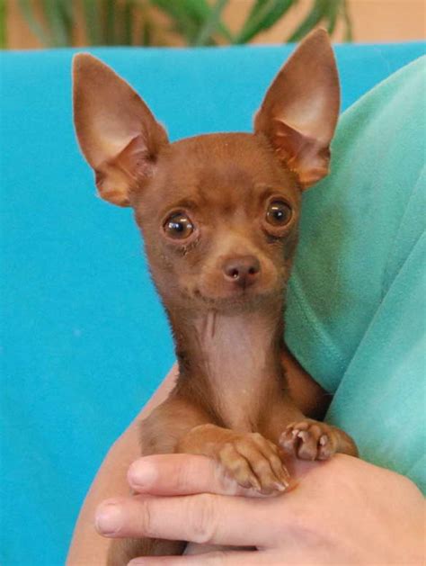 Search thousands of available pets from shelters and rescues in Chewy's network. . Free chihuahua puppy near me